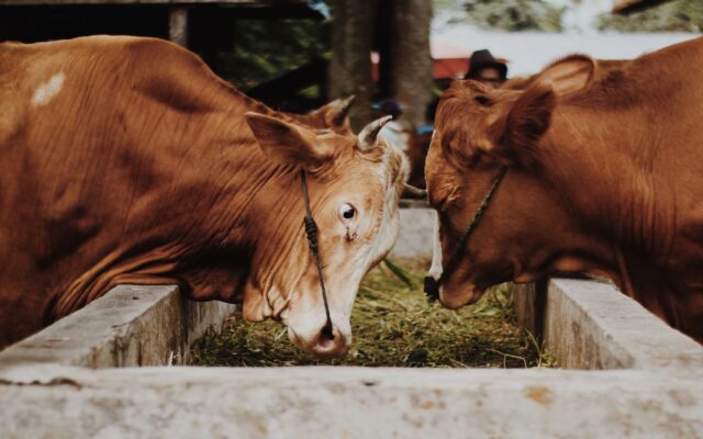 Ajutor pentru bovine și suine