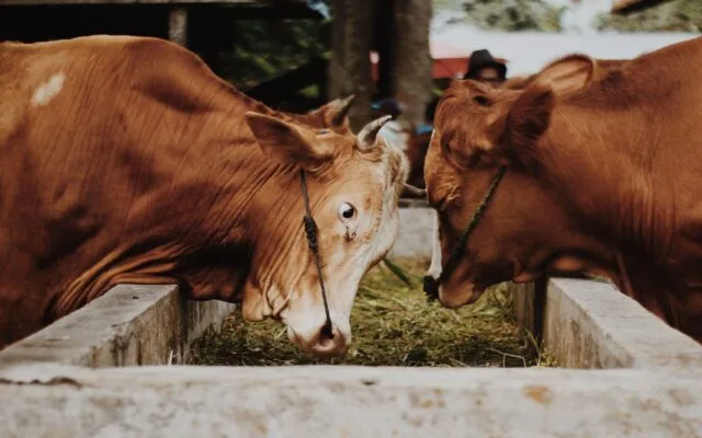 Ajutor pentru bovine și suine