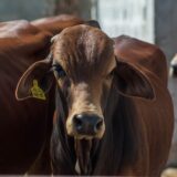 Ajutor de stat pentru crescătorii de bovine