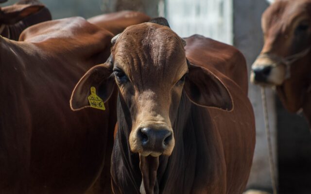 Ajutor de stat pentru crescătorii de bovine