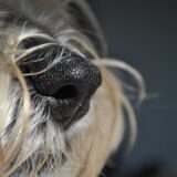 Membru al echipelor canine vamale