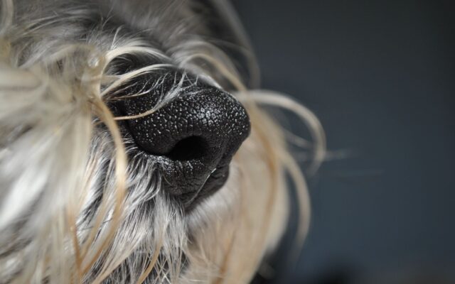 Membru al echipelor canine vamale