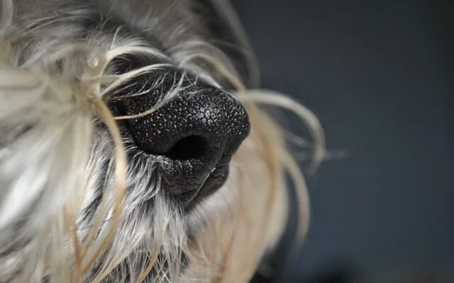Membru al echipelor canine vamale