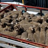 Exporturi de ovine și caprine