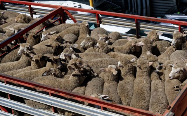 Exporturi de ovine și caprine