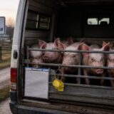 Legea pentru porcii din gospodării, Amenzile de 10.000-15.000 de lei pentru transportul porcilor rămân. Ce se schimbă la