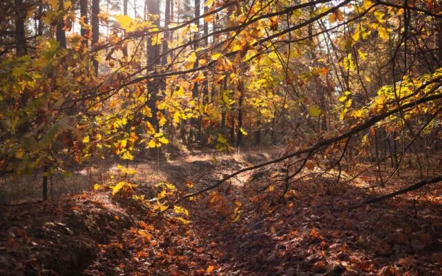 Pădure în culori de toamnă