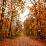 Drum de pădure acoperit de frunziș