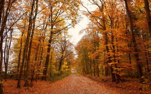 Drum de pădure acoperit de frunziș