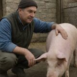 transportul porcilor, Legea pentru porcii din gospodării revine în Parlament, iar Sebastian Cernic vrea sancțiuni dure la