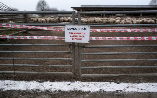 Al doilea focar de variolă ovină confirmat în Buzău. Ferma din Luciu cu 600 de oi intră în asanare