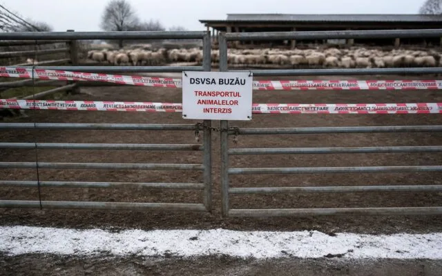Al doilea focar de variolă ovină confirmat în Buzău. Ferma din Luciu cu 600 de oi intră în asanare
