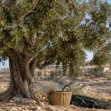 Recoltarea măslinelor în West Bank