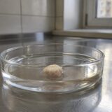 Creier uman obținut prin cercetare medicală