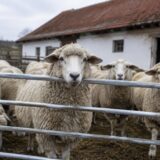 Ovine destinate exporturilor