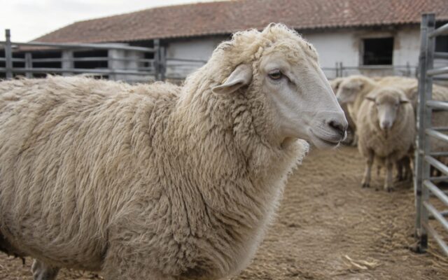 Ovine pregătite pentru export