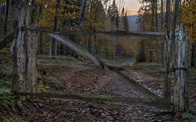 Poartă în pădure din Maramureș