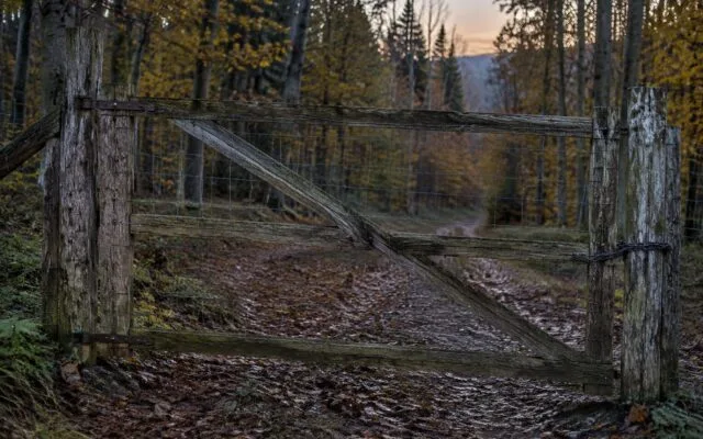 Poartă în pădure din Maramureș