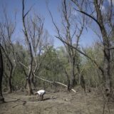 Copaci arși și bărbat aplecat la sol în