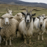 Un oier a fost reținut după ce ar fi umflat numărul animalelor pentru subvenții APIA